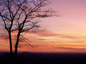 Preview wallpaper tree, silhouette, dark, dusk, sunset