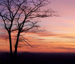 Preview wallpaper tree, silhouette, dark, dusk, sunset