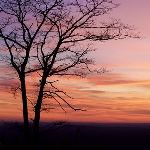 Preview wallpaper tree, silhouette, dark, dusk, sunset