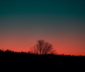 Preview wallpaper tree, silhouette, dark, sunset, dusk