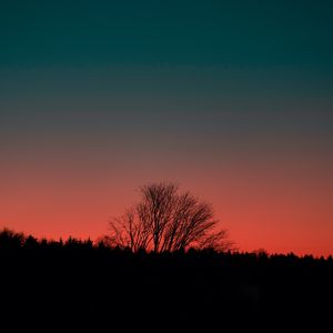 Preview wallpaper tree, silhouette, dark, sunset, dusk