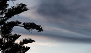 Preview wallpaper tree, silhouette, dusk, dark