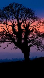 Preview wallpaper tree, silhouette, dusk, dark, nature