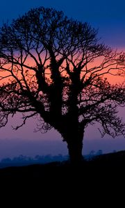 Preview wallpaper tree, silhouette, dusk, dark, nature