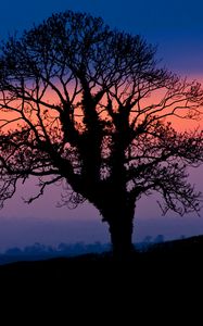 Preview wallpaper tree, silhouette, dusk, dark, nature