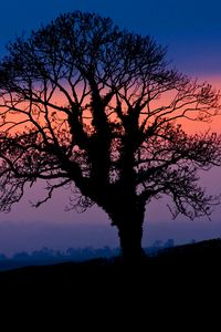 Preview wallpaper tree, silhouette, dusk, dark, nature