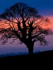 Preview wallpaper tree, silhouette, dusk, dark, nature