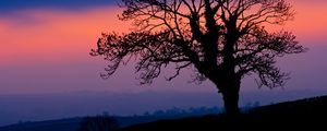 Preview wallpaper tree, silhouette, dusk, dark, nature