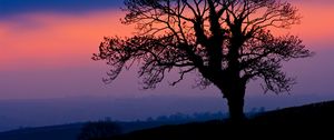 Preview wallpaper tree, silhouette, dusk, dark, nature