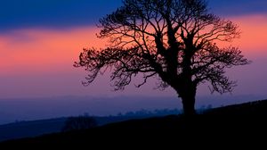Preview wallpaper tree, silhouette, dusk, dark, nature