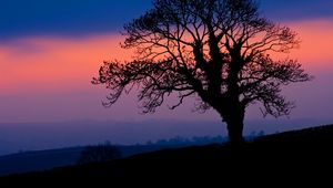 Preview wallpaper tree, silhouette, dusk, dark, nature