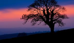 Preview wallpaper tree, silhouette, dusk, dark, nature