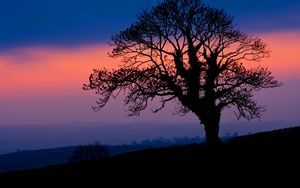 Preview wallpaper tree, silhouette, dusk, dark, nature