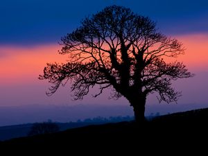 Preview wallpaper tree, silhouette, dusk, dark, nature