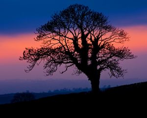 Preview wallpaper tree, silhouette, dusk, dark, nature
