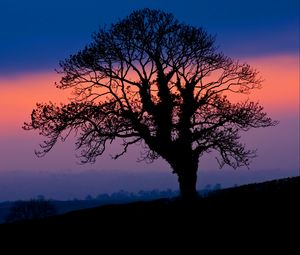 Preview wallpaper tree, silhouette, dusk, dark, nature