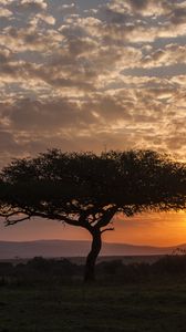 Preview wallpaper tree, silhouette, evening, savannah