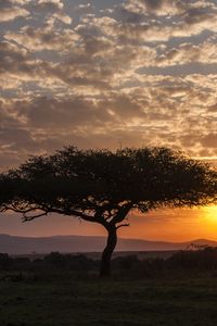 Preview wallpaper tree, silhouette, evening, savannah