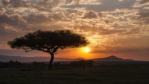 Preview wallpaper tree, silhouette, evening, savannah