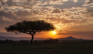Preview wallpaper tree, silhouette, evening, savannah