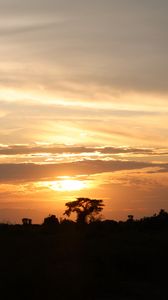 Preview wallpaper tree, silhouette, evening, clouds