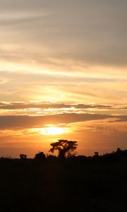 Preview wallpaper tree, silhouette, evening, clouds
