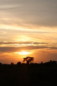 Preview wallpaper tree, silhouette, evening, clouds