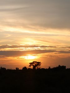 Preview wallpaper tree, silhouette, evening, clouds