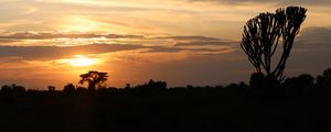 Preview wallpaper tree, silhouette, evening, clouds