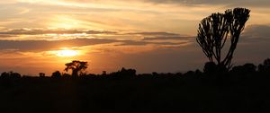 Preview wallpaper tree, silhouette, evening, clouds