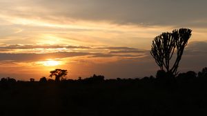 Preview wallpaper tree, silhouette, evening, clouds