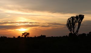 Preview wallpaper tree, silhouette, evening, clouds