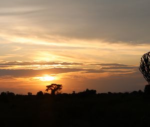 Preview wallpaper tree, silhouette, evening, clouds