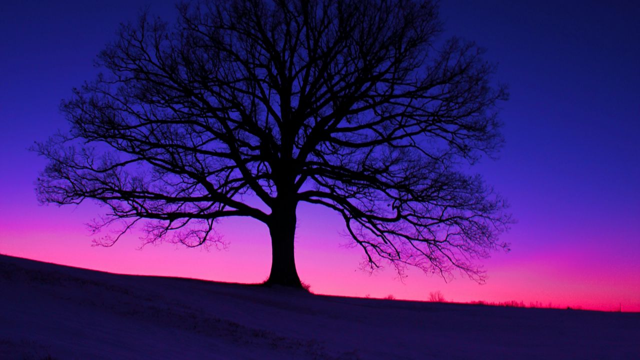 Wallpaper tree, silhouette, field, dusk, dark