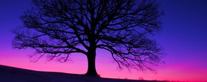 Preview wallpaper tree, silhouette, field, dusk, dark