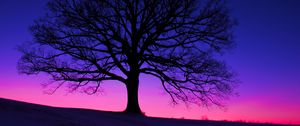 Preview wallpaper tree, silhouette, field, dusk, dark