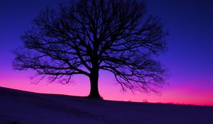 Preview wallpaper tree, silhouette, field, dusk, dark