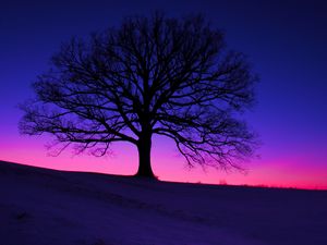 Preview wallpaper tree, silhouette, field, dusk, dark