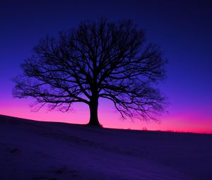 Preview wallpaper tree, silhouette, field, dusk, dark