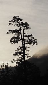 Preview wallpaper tree, silhouette, fog, nature, black and white