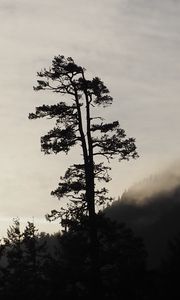 Preview wallpaper tree, silhouette, fog, nature, black and white