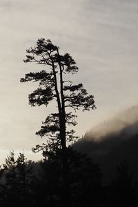 Preview wallpaper tree, silhouette, fog, nature, black and white