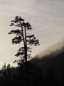 Preview wallpaper tree, silhouette, fog, nature, black and white