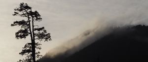 Preview wallpaper tree, silhouette, fog, nature, black and white
