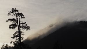Preview wallpaper tree, silhouette, fog, nature, black and white