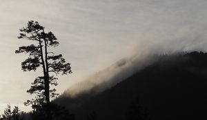 Preview wallpaper tree, silhouette, fog, nature, black and white