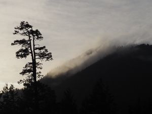 Preview wallpaper tree, silhouette, fog, nature, black and white
