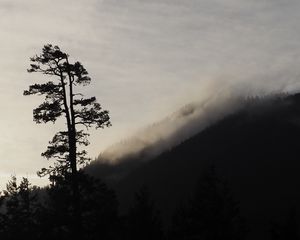 Preview wallpaper tree, silhouette, fog, nature, black and white