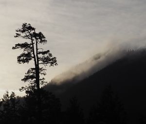 Preview wallpaper tree, silhouette, fog, nature, black and white