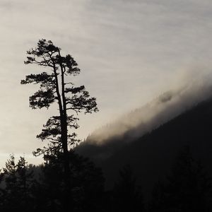 Preview wallpaper tree, silhouette, fog, nature, black and white